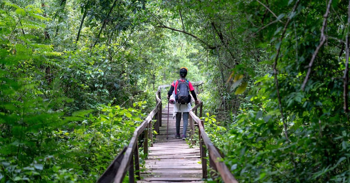 Full body back view of anonymous hiker standing on wooden pathway surrounded with lush green trees in nature during journey