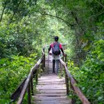 Full body back view of anonymous hiker standing on wooden pathway surrounded with lush green trees in nature during journey