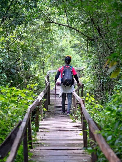 Full body back view of anonymous hiker standing on wooden pathway surrounded with lush green trees in nature during journey