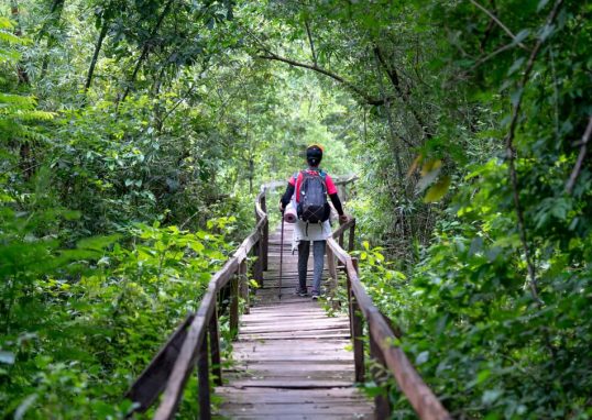 Full body back view of anonymous hiker standing on wooden pathway surrounded with lush green trees in nature during journey