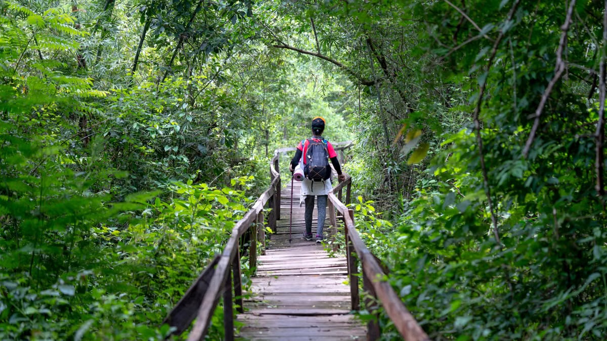 Full body back view of anonymous hiker standing on wooden pathway surrounded with lush green trees in nature during journey